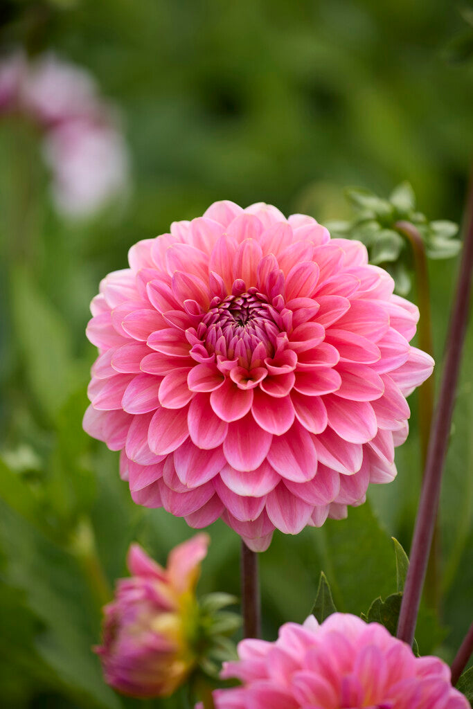 Dahlia Pompon Pink Runner 1-pack